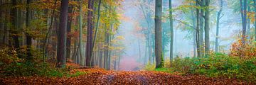 Promenade en forêt en automne sur Martin Wasilewski
