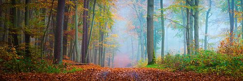 Boswandeling in de herfst