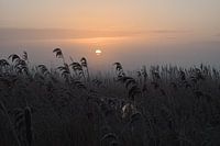 Mistige winterse zonsopkomst tussen het riet