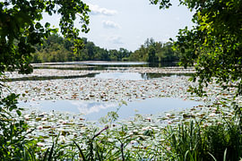 Teich bei Lusthof de Haeck von Merijn Loch