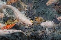 Carps in Bali
