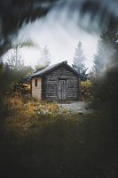 Cabin in the woods