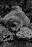 A resting fur seal in Akaroa, New Zealand