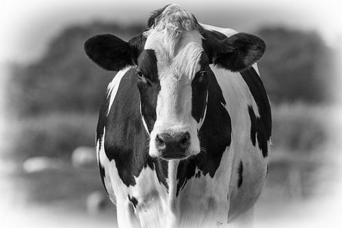 Holländische Kuh Schwarz und Weiß