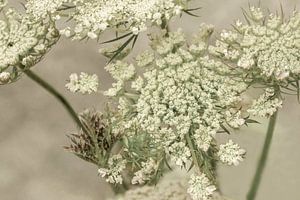 Bloemen. Schermbloemen. 1