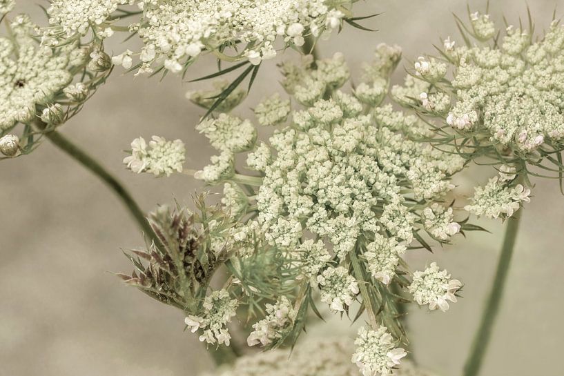 Fleurs. Fleurs d'écran. 1 par Alie Ekkelenkamp