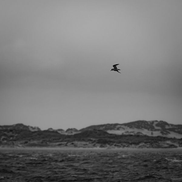 Vogel boven zee van Bas Schneider