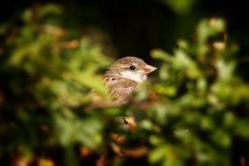 De wantrouwige mus van Detlef Schöler Fotografie