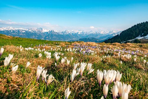 Krokussen op het Hörnergebergte in de Allgäu