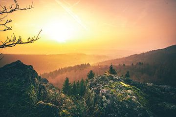 Paysage de brouillard en forêt sur Fotos by Jan Wehnert