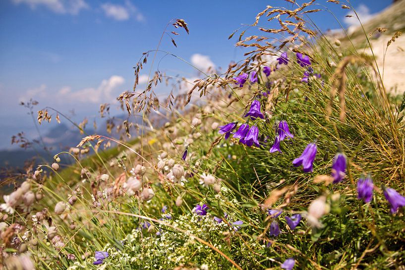 Sommerblüte in den Dolomiten von Martina Weidner