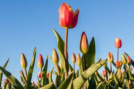 Tulips in the flevopolder by Bert van Wijk