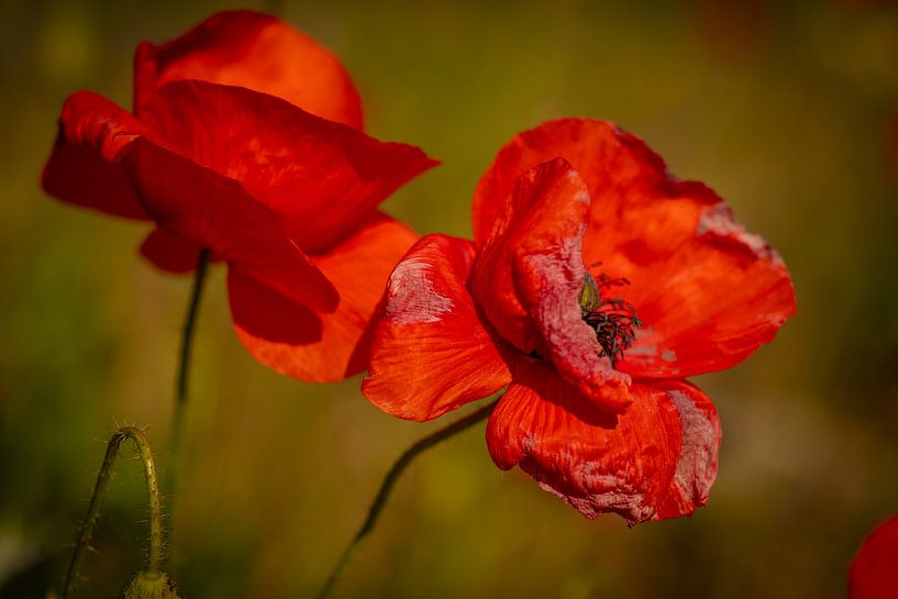 finito by peterheinspictures