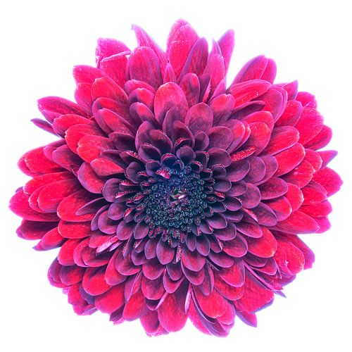 Chrysant met een witte achtergrond