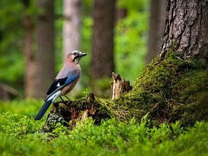 Der wachsame Eichelhäher - de waakzame Vlaamse gaai - the watchful Eurasian jay