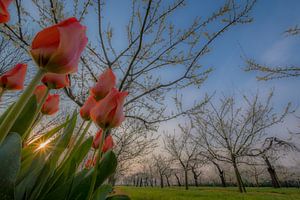 Tulpen in fruitboomgaard 01