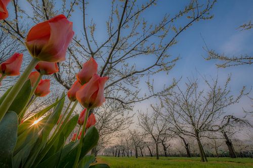 Tulpen in fruitboomgaard 01