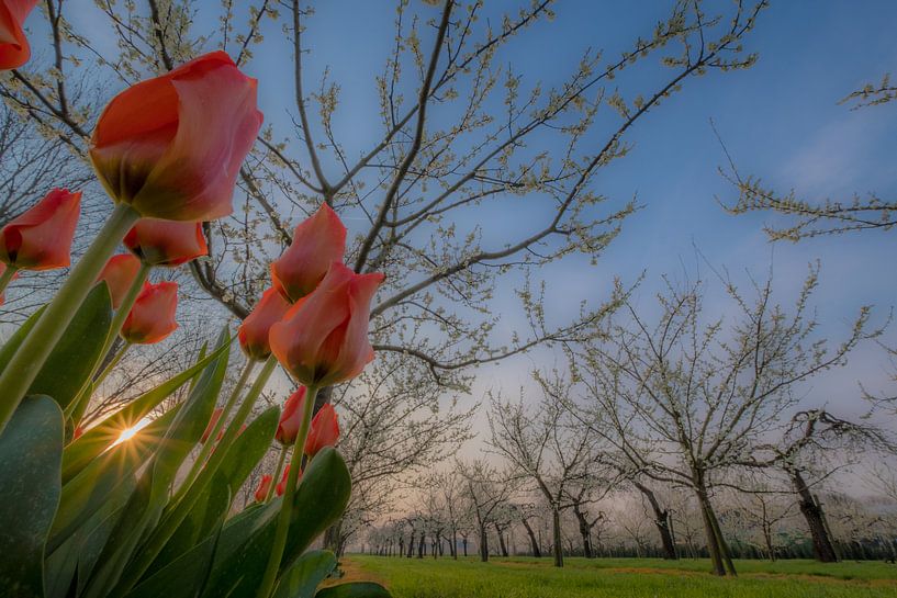 Tulpen in fruitboomgaard 01 von Moetwil en van Dijk - Fotografie