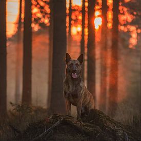 Petit matin dans la forêt, chien enveloppé d'orange par la lumière du soleil levant sur Iris van Velzen