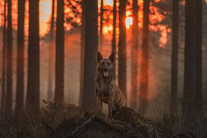 Petit matin dans la forêt, chien enveloppé d'orange par la lumière du soleil levant