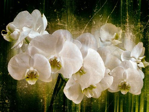 witte orchidee