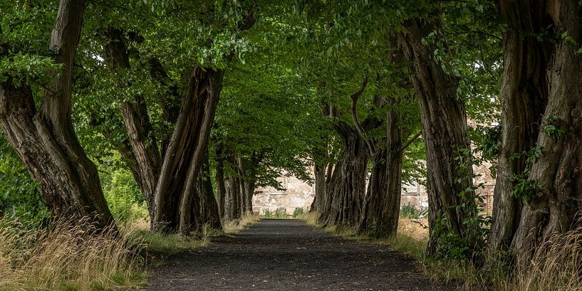 Alte Baumalle mit Linden am Schloß von Lipova u Sluknova von Holger W. Spieker