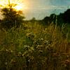 Zonsondergang over het grasland van Frans Gesell