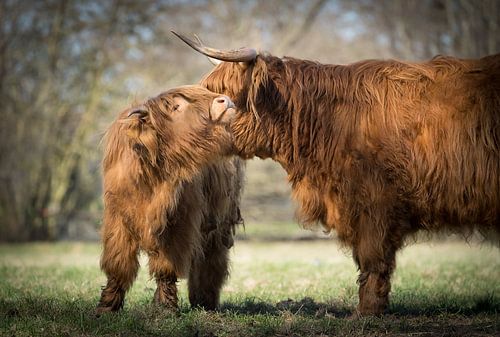 Schotse Hooglanders, moeder en dochter