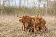 Neugeborener schottischer Highlander von Charlene van Koesveld Miniaturansicht