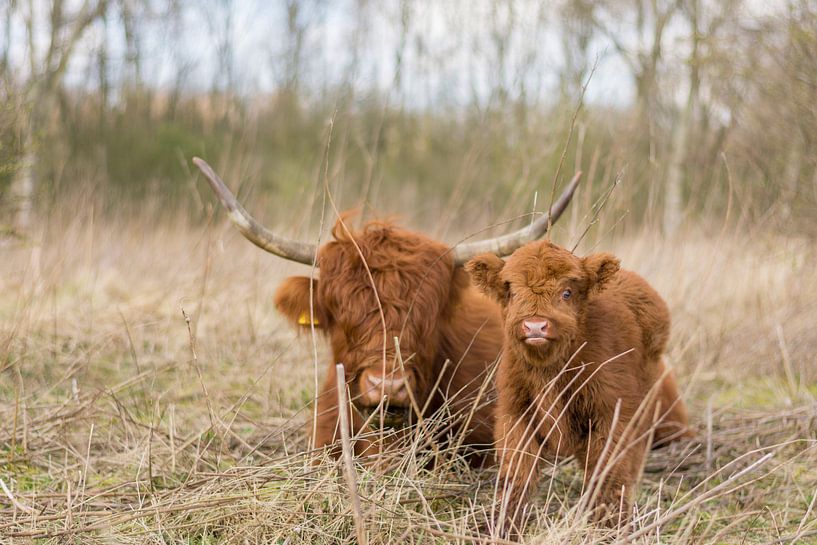 Pasgeboren Schotse Hooglander van Charlene van Koesveld