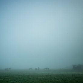 chevaux dans le brouillard sur Menno Janzen