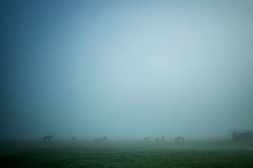 paarden in de mist van Menno Janzen