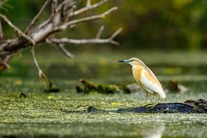 Der Rallenreiher im Donaudelta