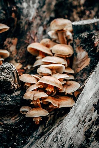 Groupe de marais 3/6