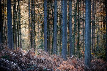 Bos met varens in winter licht - gouden uurtje