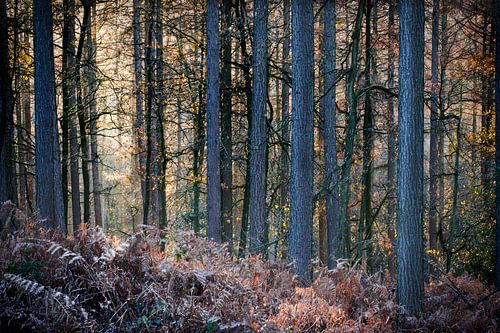 Forêt avec fougères dans la lumière d'hiver - heure dorée