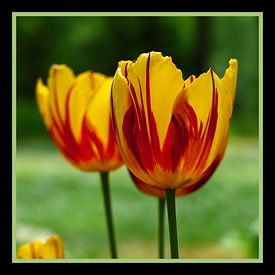 Tulipes, jaune rouge