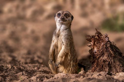 un suricate (Suricata suricatta) est assis au soleil et se détend