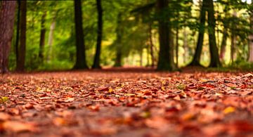 Herfst gebladerte van Gea Gaetani d'Aragona