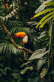 Tukan im Dschungelparadies von Poster Art Shop