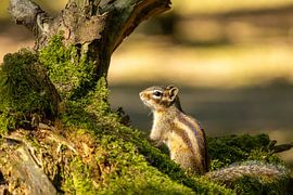 Sunny Siberian ground squirrel by SchumacherFotografie