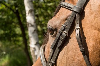 Arabisch volbloed close-up
