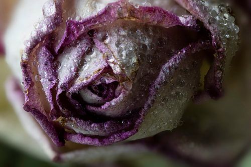Gouttes d'eau de rose