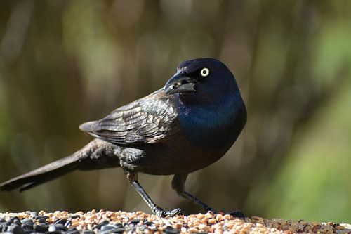 Een bronzen quiscale bij de feeder