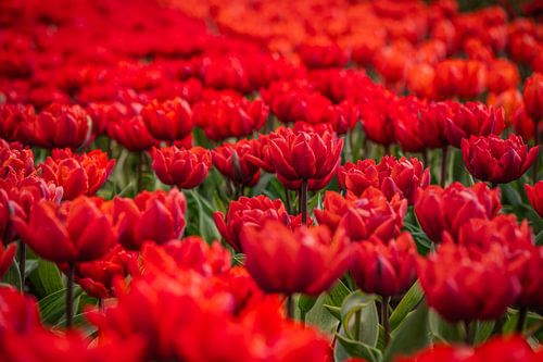 Champ de tulipes rouges