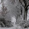 Sneeuw, wind en kou in de polder. van Paul Wendels