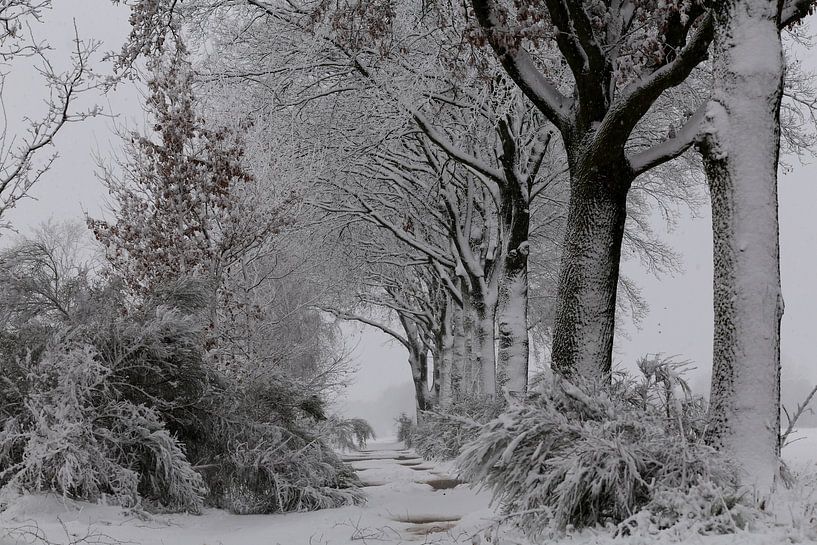 Sneeuw, wind en kou in de polder. van Paul Wendels