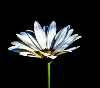 Black, white and green.