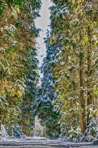 "Hoge bomen vangen veel ...... sneeuw!"