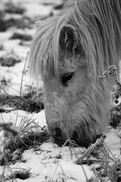 Pony auf der Wiese von Emma Wilms